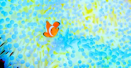 〈癒やしの海写真〉海の未来はどうなる？ 変化する環境の中で暮らす海の生き物たち4選｜鍵井靖章