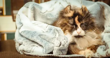 冬に聴きたい、しっとりココロ潤うクラシック