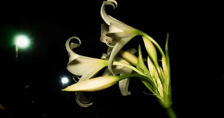 ウィスパー・ヴォイスの歌姫たち（洋楽編） Part1