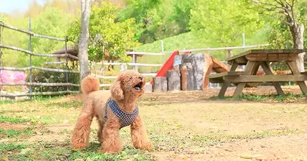 ドッグランにご当地グルメや充実施設！ 愛犬との旅が10倍楽しくなる道の駅5選