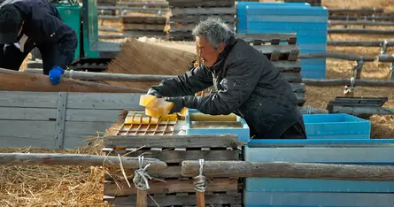 諏訪地域の角寒天と、五味喜一商店の寒天づくり【後編】|食と土木構造物のおいしい関係