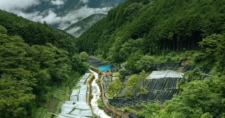 水わさび栽培発祥の地・有東木と、400年続くわさびづくり【前編】|食と土木構造物のおいしい関係