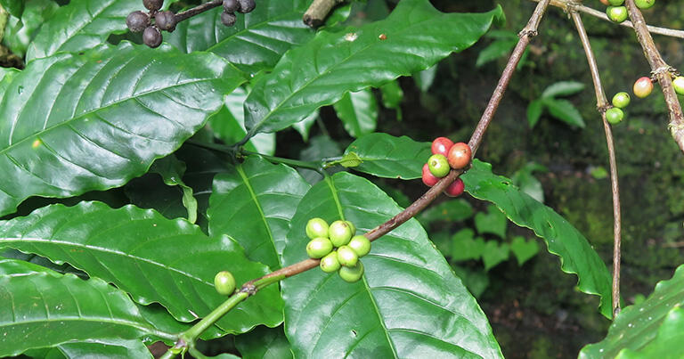 コーヒーの豆。緑から次第に赤く熟していくと収穫だ
