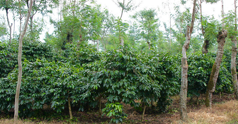 ジャワ島のコーヒープランテーション。コーヒーは昼夜の寒暖差と湿度がある高地で栽培されることが多い