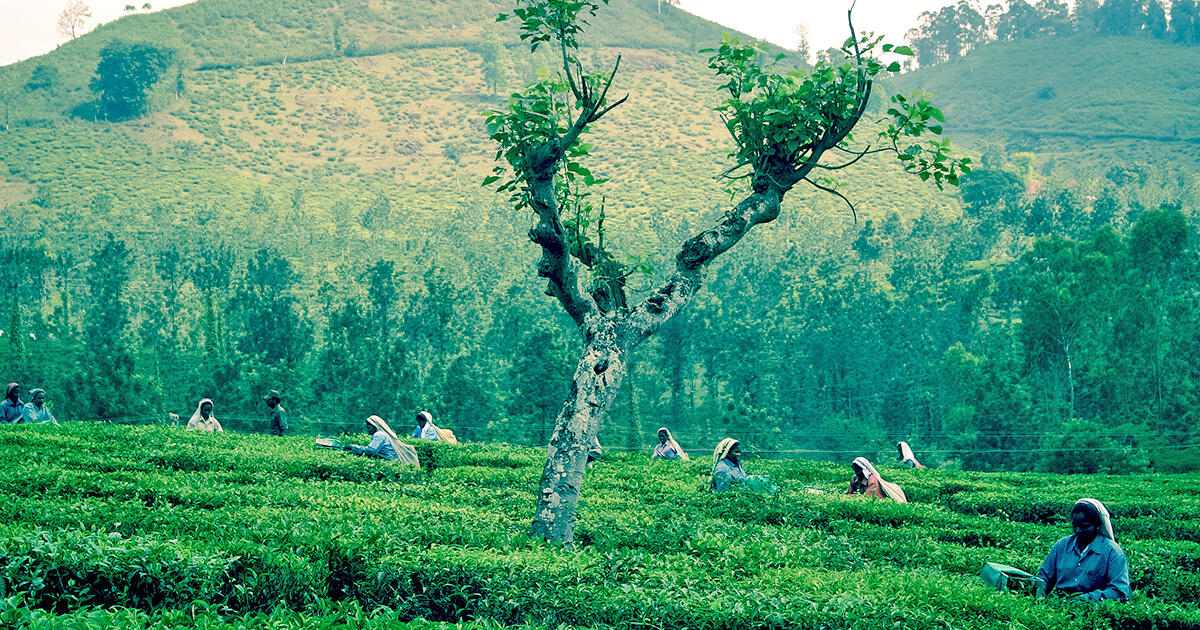 インドの国民的ドリンク「チャーイ」| 進化するお茶の飲み方