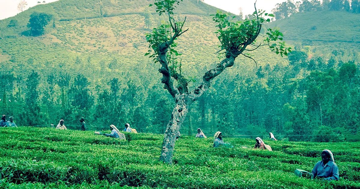 インドの国民的ドリンク「チャーイ」｜進化するお茶の飲み方