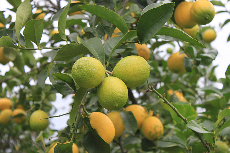 日本屈指の柑橘類産地、瀬戸内海の瀬戸内レモン