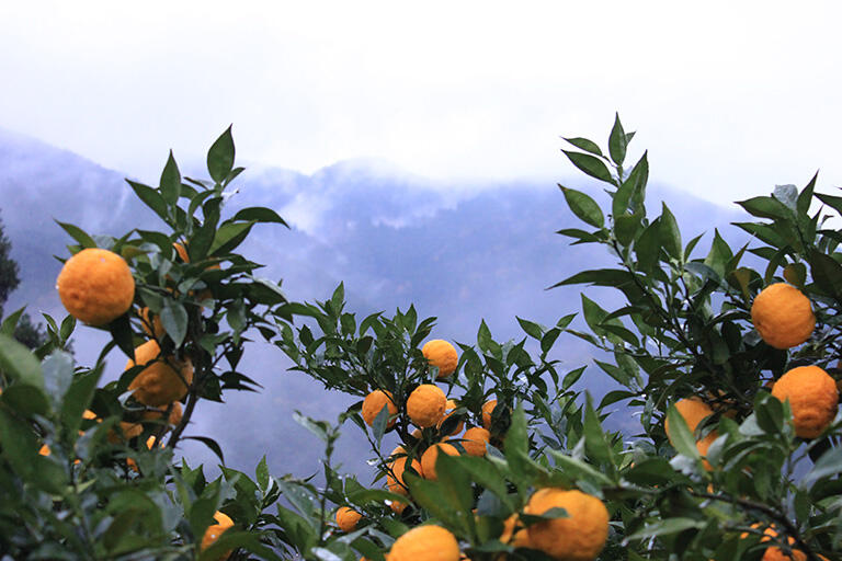 四国山脈の山間部で収穫する柚子