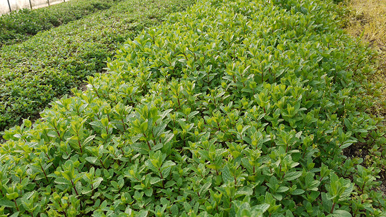 大分県日田市内で栽培されているミント
