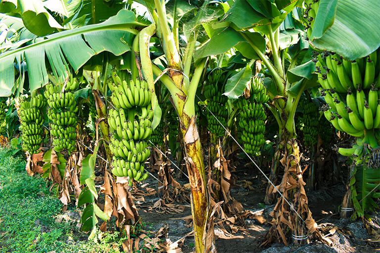 バショウ科の植物であるバナナ。1度実を収穫すると、それ以降は実をつけないため、収穫後は茎を伐採する必要がある。バナナクロス推進委員会は、今まで廃棄されていた茎を繊維に生まれ変わらせるという資源の循環にチャレンジしている