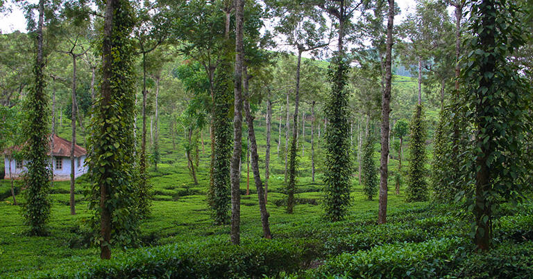マラバール地方の茶畑の合間に植えられた木に絡みつくこしょうのつる