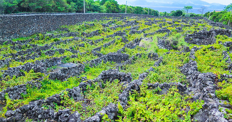 独特のブドウ栽培が行われているピコ島