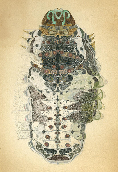 最初に描いたクロアゲハの幼虫の作品。制作中に脱皮したため左右の様子が異なっている