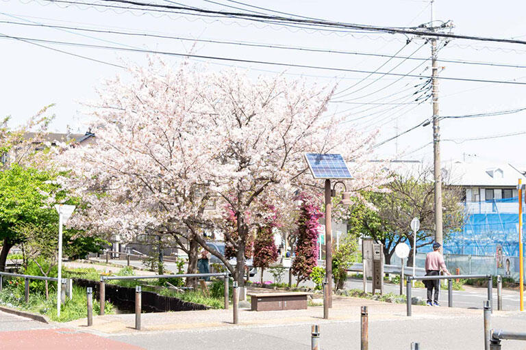 昨年撮影した写真。住んでいる街は桜の名所が多く、散策が楽しめます