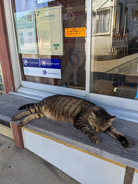 沖縄で見かけたネコ。人通りが多いのに堂々と寝ていました