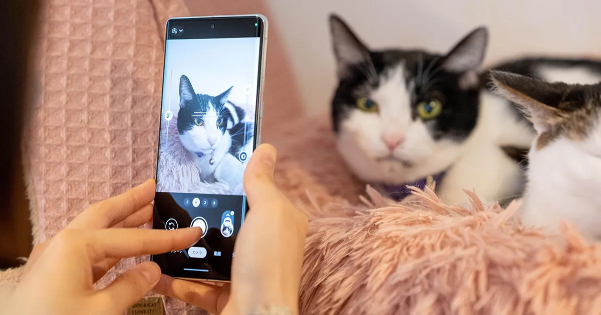 ペットのスマホ撮影術―ネコやイヌをよりかわいく撮る