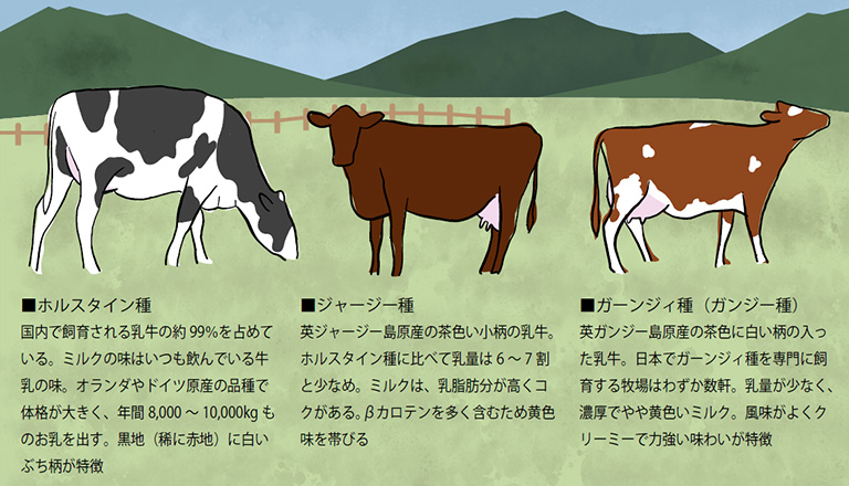 日本のヨーグルトで出会える乳牛たち（ホルスタイン種、ジャージー種、ガーンジィ種）