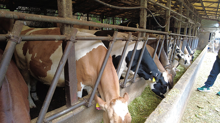 磯沼ミルクファーム牛舎。さまざまな種の乳牛が飼育されている