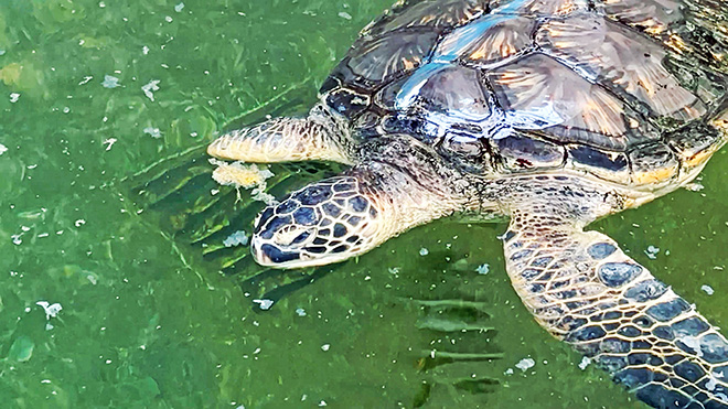 ウミガメがのんびり泳ぐプール。餌やりなどの体験ができる