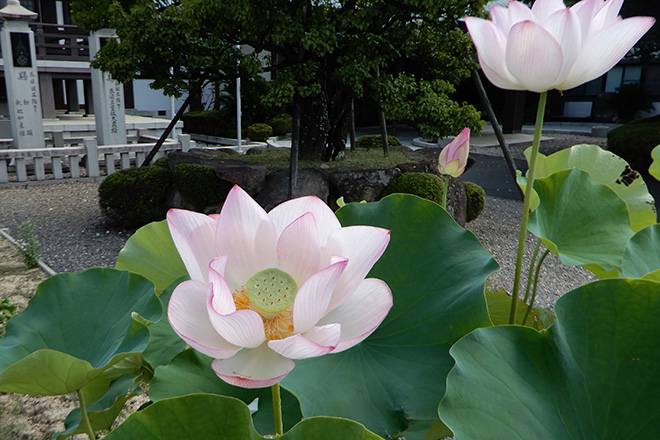 境内には、ハスが夢のように美しい花を咲かせていた