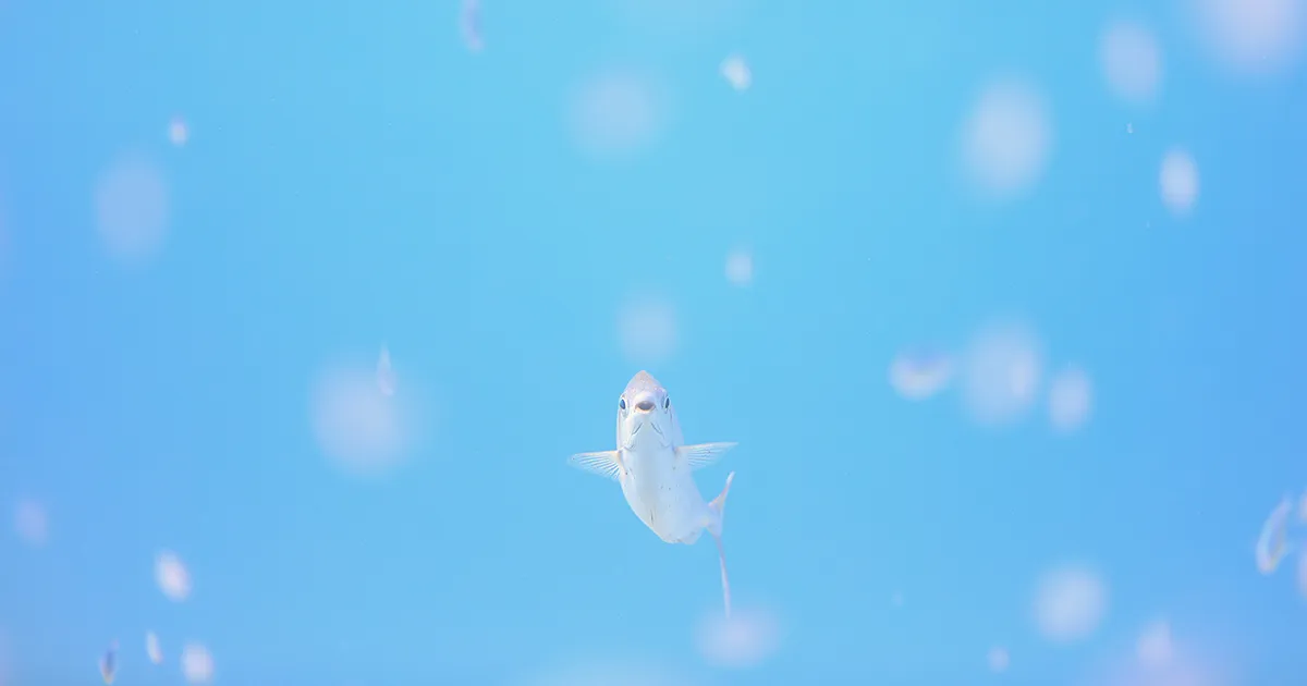 〈癒やしの海写真〉圧倒的にかわいい海の生き物たち4選｜鍵井靖章