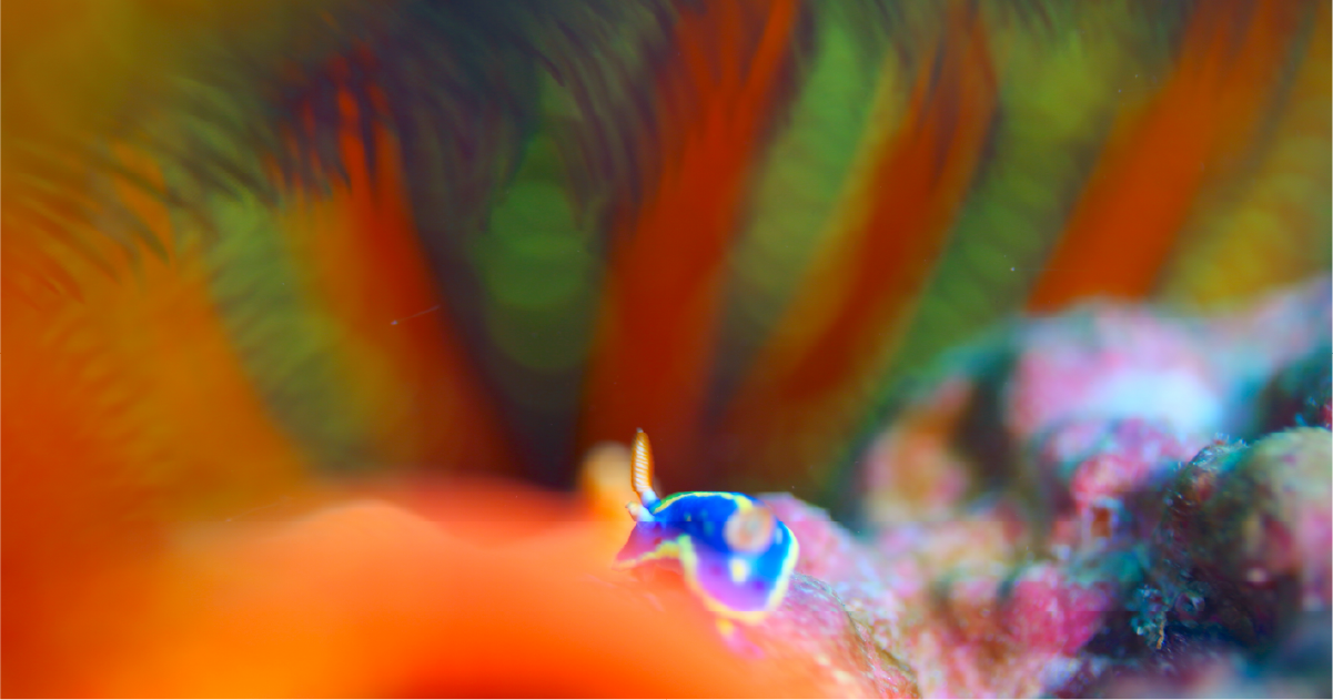 〈癒やしの海写真〉観光地、街の近くにある海の景色と生き物たち4選｜鍵井靖章