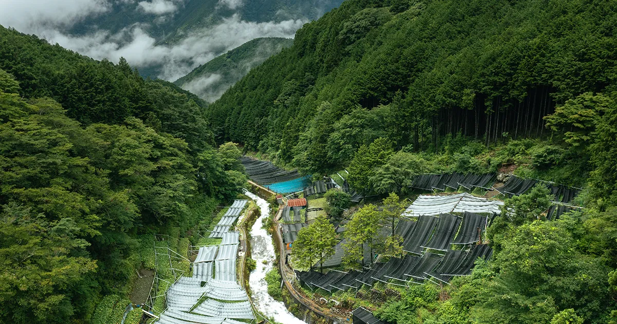 水わさび栽培発祥の地・有東木と、400年続くわさびづくり【前編】｜食と土木構造物のおいしい関係