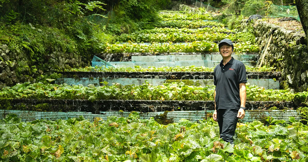 水わさび栽培発祥の地・有東木と、400年続くわさびづくり【後編】｜食と土木構造物のおいしい関係